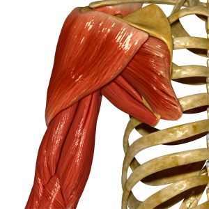 Rotatorenmanschette Anatomie