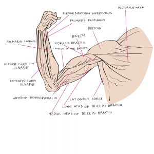 Schema der Muskeln im Arm