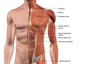 Aufbau Brustmuskeln und weiterer Muskeln des Oberkörpers